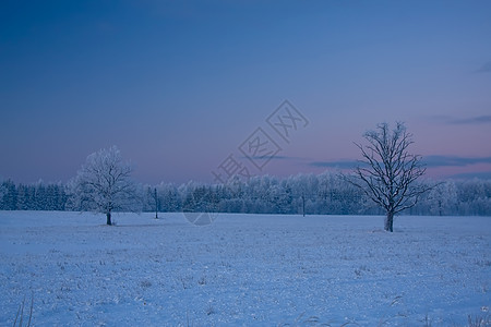 俄罗斯冬季雪花蓝色寒冷雪景场景森林冻结风景木头季节图片