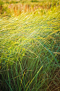 横向字段的光线地平线乡村土地生长野花农场活力植物谷物季节图片