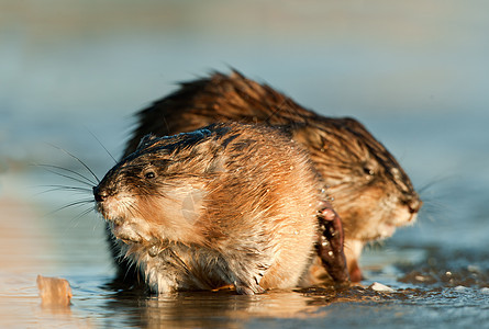 穆克拉特夫妻生物太阳光阳光日落沼泽野生动物哺乳动物芦苇季节图片