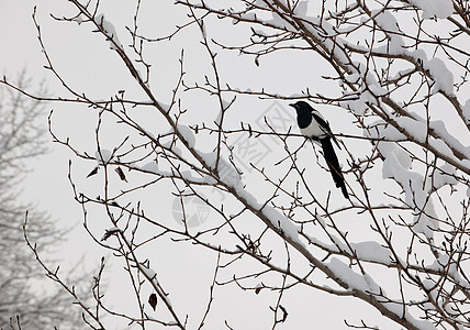 黑卷岩浆缠在一棵树上农村翅膀冻结鸟类荒野季节乌鸦羽毛动物群黑与白图片