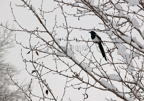 黑卷岩浆缠在一棵树上农村翅膀冻结鸟类荒野季节乌鸦羽毛动物群黑与白图片