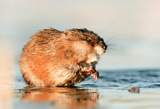 食吃穆克拉特野生动物沼泽毛皮阳光哺乳动物季节爪子日落生物荒野图片
