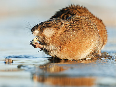 食吃穆克拉特爪子沼泽日落哺乳动物生物季节阳光动物群金子荒野图片