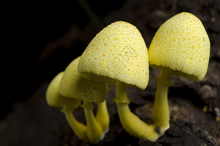 黄色蘑菇植物树干生长菌类图片