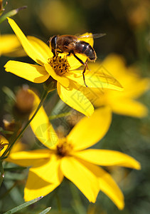 花朵上的粉蜜蜂图片