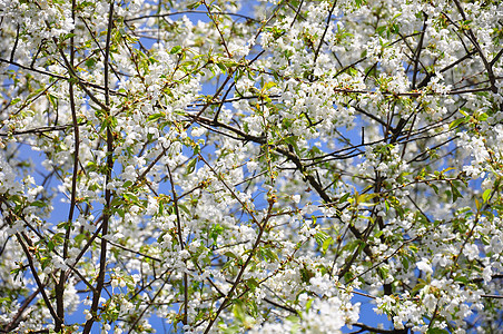 樱花植物群植物白色枝条蓝色花朵天空花园图片
