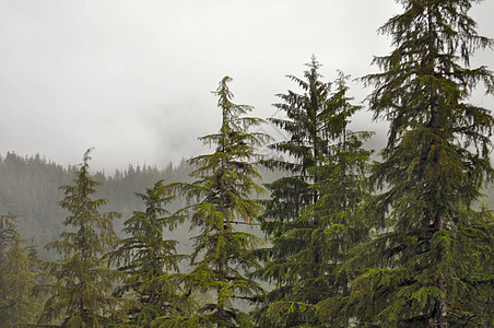 Ketchikan森林和树木绿色荒野图片