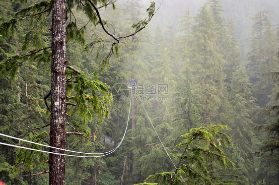悬索极限荒野森林树木绿色运动图片