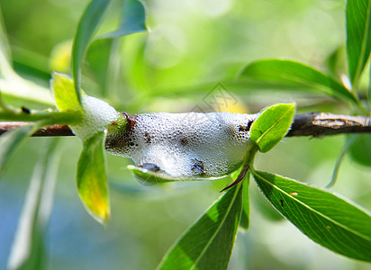 臭虫动物枝条昆虫柳属唾沫若虫图片