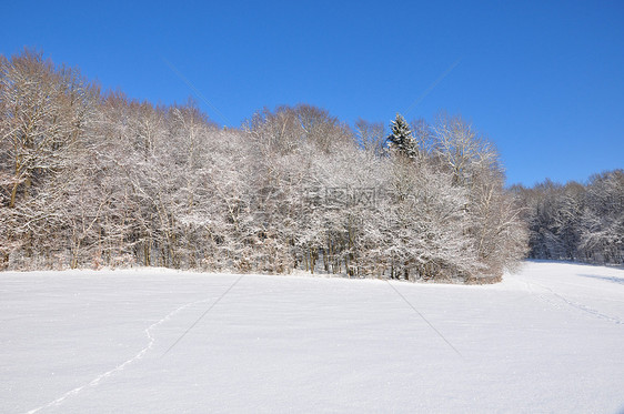 巴伐利亚冬季风景粉末树木冻结森林白色图片