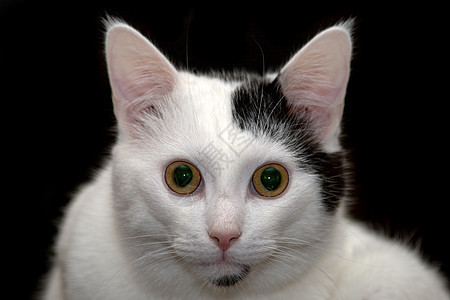 猫类小猫绿色黑色动物猫咪眼睛图片