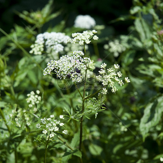 夏花白色植物群花瓣绿色植物图片