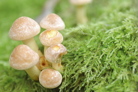 小型蘑菇拖桶磨坊托盘环境森林植物群食物生长生物学菌类宏观植物生物图片