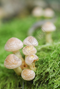 小型蘑菇拖桶磨坊托盘植物团体植物群食物荒野生物宏观生长菌类环境图片