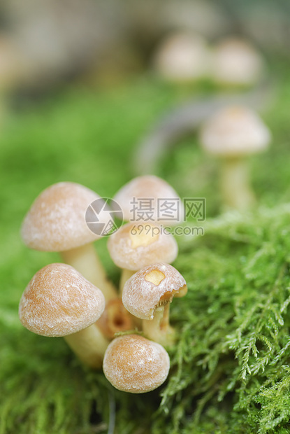 小型蘑菇拖桶磨坊托盘植物团体植物群食物荒野生物宏观生长菌类环境图片