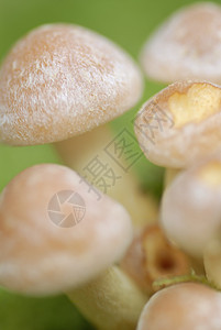 小型蘑菇拖桶磨坊托盘团体植物苔藓生物学菌类宏观生长生物植物群环境图片