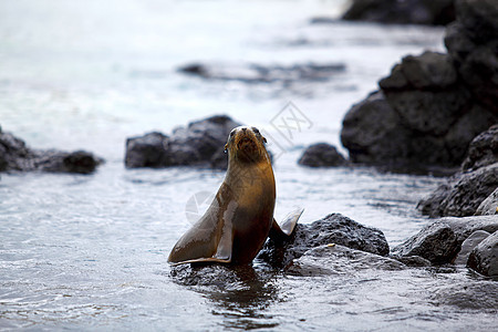 海狮殖民地海滩哺乳动物晶须海洋天堂野生动物毛皮动物荒野海豹图片