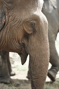 大象皱纹哺乳动物耳朵皮肤树干力量动物野生动物鼻子荒野背景图片