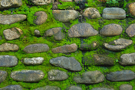 旧石墙草地树叶日光潮湿植物裂缝绿色孢子植物学丝体图片