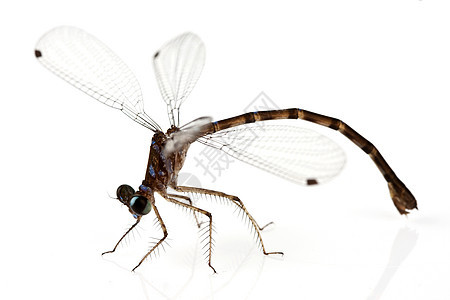 龙棕色翅膀昆虫宏观蓝色水平图片