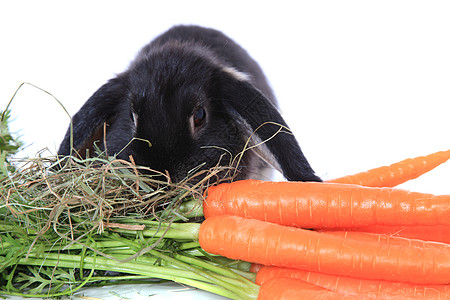 兔子吃胡萝卜黑色哺乳动物家畜萝卜干草白色图片