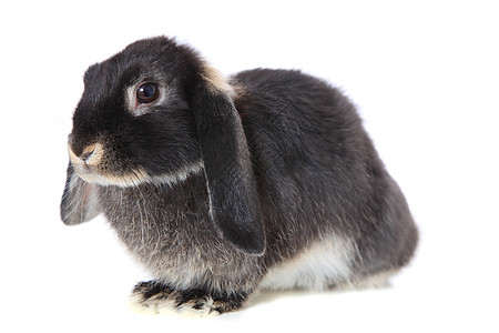 黑兔子宠物黑色哺乳动物家畜白色图片