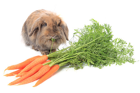 兔子吃胡萝卜棕色家畜哺乳动物干草白色萝卜图片