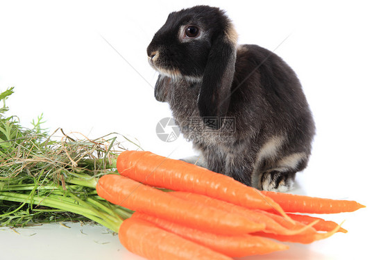 兔子吃胡萝卜家畜萝卜哺乳动物黑色干草白色图片