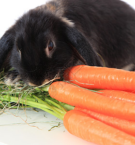 兔子吃胡萝卜黑色干草家畜白色哺乳动物萝卜图片