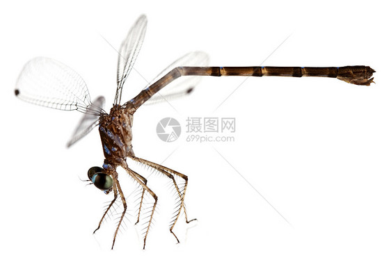 龙昆虫翅膀宏观水平蓝色棕色图片
