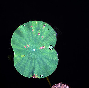 水滴花园叶子植物群环境草地生长植物草本植物绿色雨滴图片