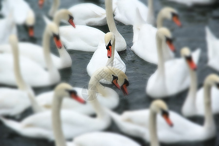 在湖边脖子白色海鸥荒野场景黑色家庭动物羽毛反射图片