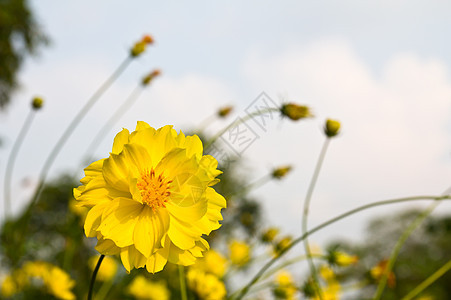 黄色宇宙花朵快乐植物群叶子活力场地香水花园雏菊花粉花瓣图片