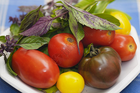 混合番茄加紫色叶和绿色叶图片