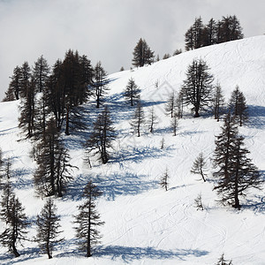 山上有高山滑雪板滑雪高度季节暴风雪松树顶峰单板全景天空图片