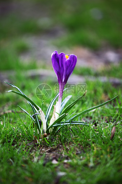 春花园艺美丽叶子花园水仙花植物群花瓣生长栽培季节图片