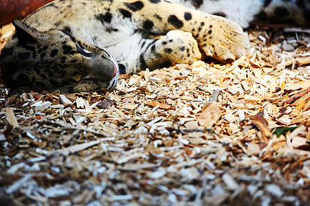 老虎生态鼻子动物园岩石毛皮动物耳朵野生动物头发生物图片