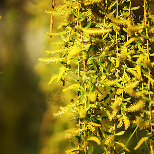 黄黄色花朵灌木花粉晴天宏观雄蕊美丽园艺花瓣植物学植物图片