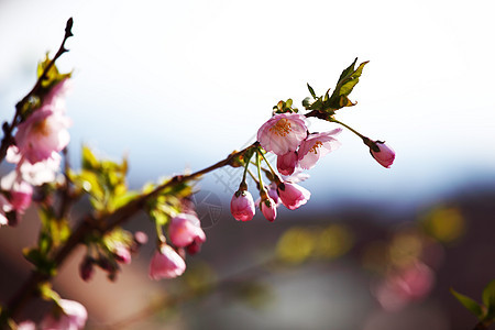粉红沙库拉太阳花园枝条宏观生育力植物公园生态日光天空图片