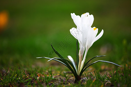 春花园艺快乐栽培季节场地花瓣花园生长美丽植物图片