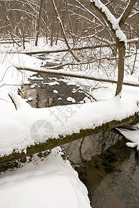 冬季流林森林砍伐树木 海岸线覆盖雪雪图片