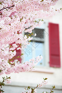 粉红沙库拉日光枝条太阳宏观蓝色植物季节生育力花瓣生态图片