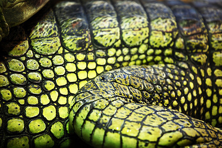 鳄鱼鳄猎人荒野捕食者反射威胁热带野生动物爬行动物鼻子爬虫图片