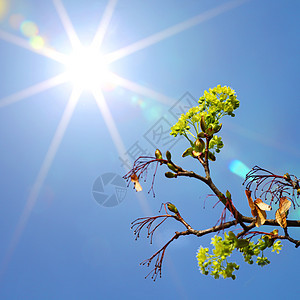 分支机构射线场景枝条叶子蓝色太阳森林桦木季节横梁图片