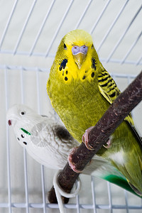 巴吉Budgie鹦鹉动物玩具虎皮蓝色眼睛白色红色黄色宠物图片