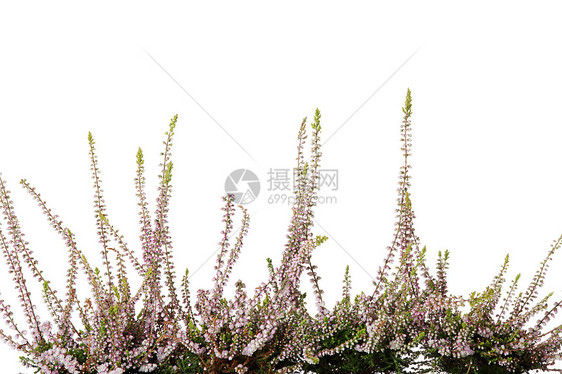 带花的海瑟枝条叶子绿色植物花瓣衬套活力紫色粉色植物群图片