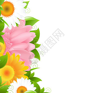 花果树叶宏观框架季节药品雏菊水彩花瓣甘菊叶子花园图片