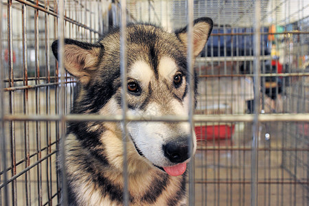 阿拉斯加马拉穆特小狗动物狗屋运输入口栏杆宠物笼狗窝犬类警觉图片