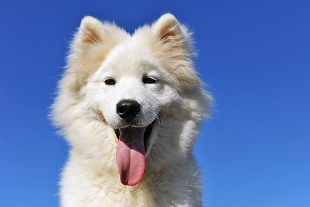 小狗萨摩耶狗牙齿犬类婴儿动物蓝色舌头宠物哺乳动物白色天空背景图片