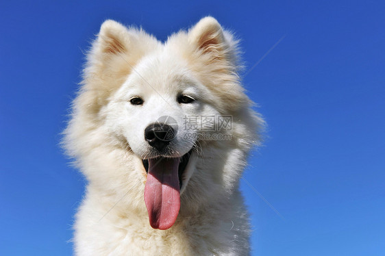小狗萨摩耶狗牙齿犬类婴儿动物蓝色舌头宠物哺乳动物白色天空图片